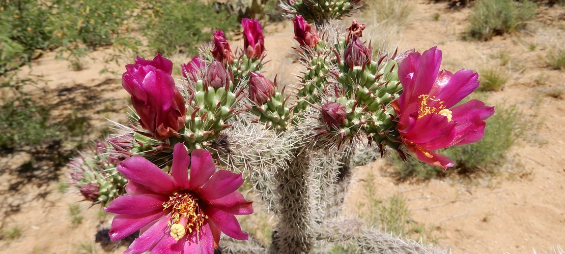 Cylindropuntia spinosior (spiny cholla) flowers