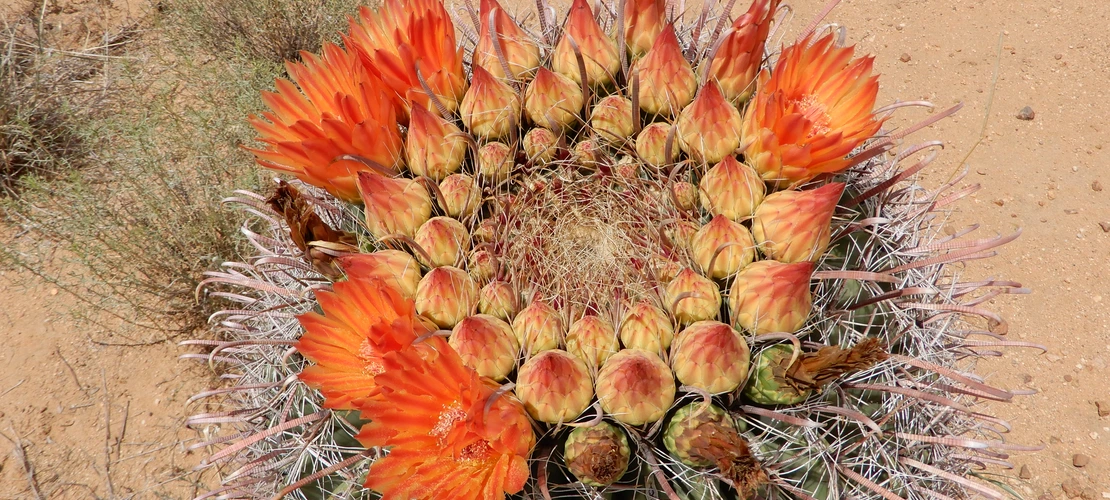 Ferocactus wislizeni (Barrel cactus) flowers