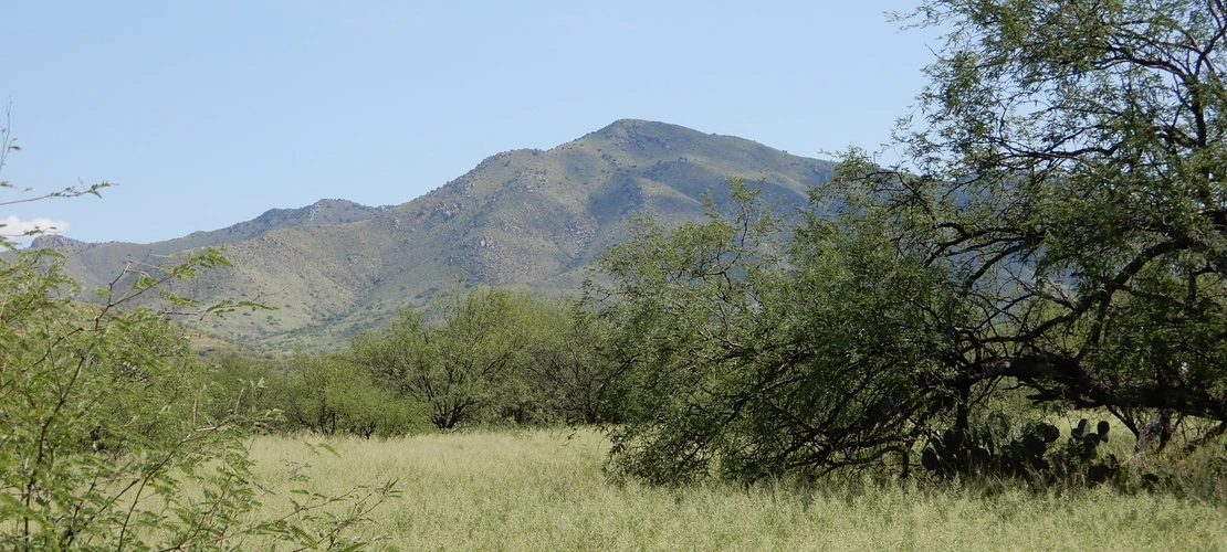 View of Prosopis velutina and Eragrostis lehmanniana in the summer