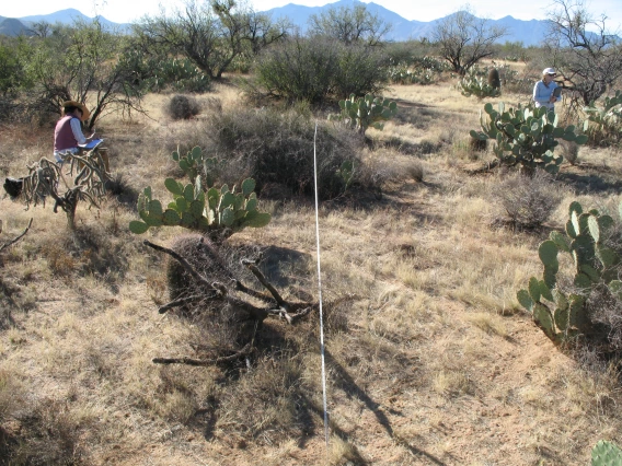 View of transect 6B_2W from 0