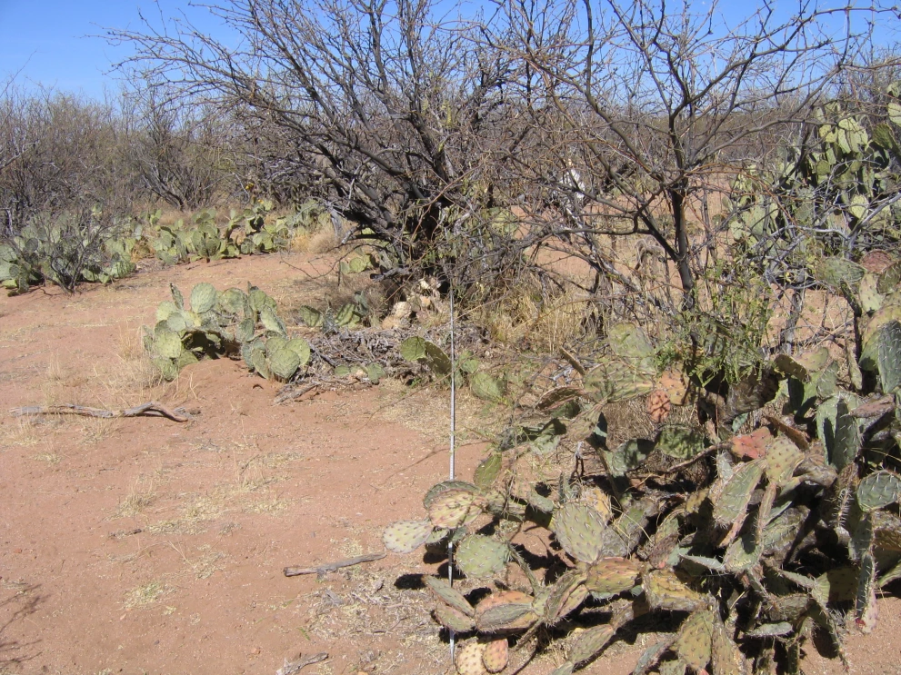 2N_10W_from_100_2006_Feb_06.JPG