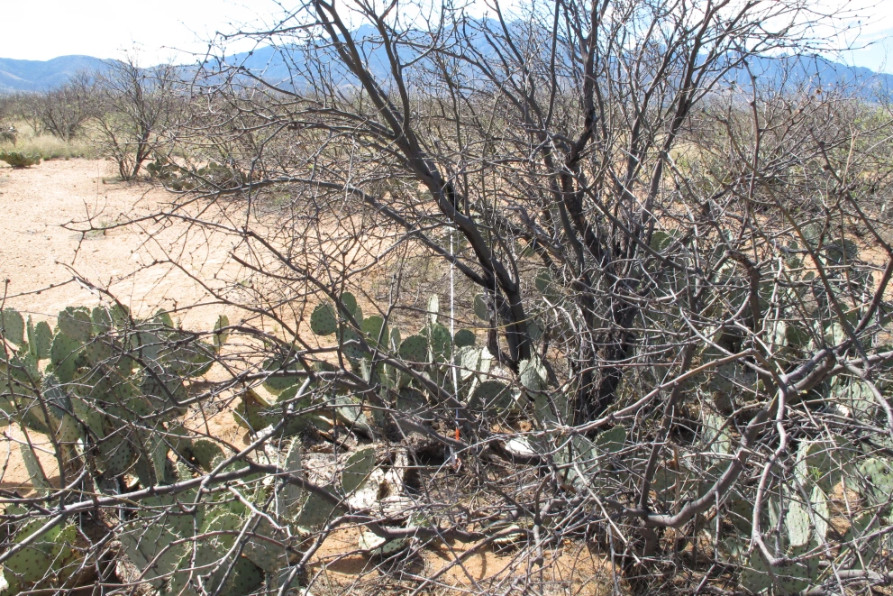2N_11E_from_0_2015_Mar_20.JPG