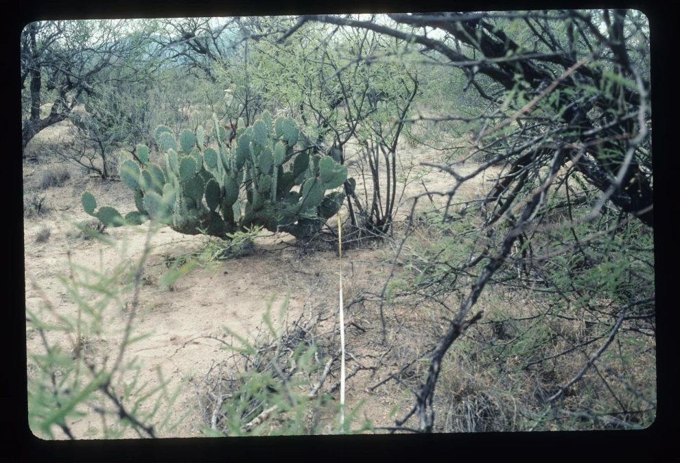 2N_2W_from_0_2003_Mar_03.jpg