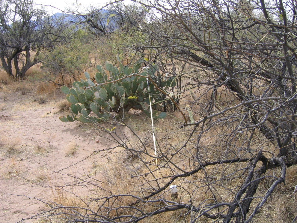2N_2W_from_0_2006_Feb_07.JPG