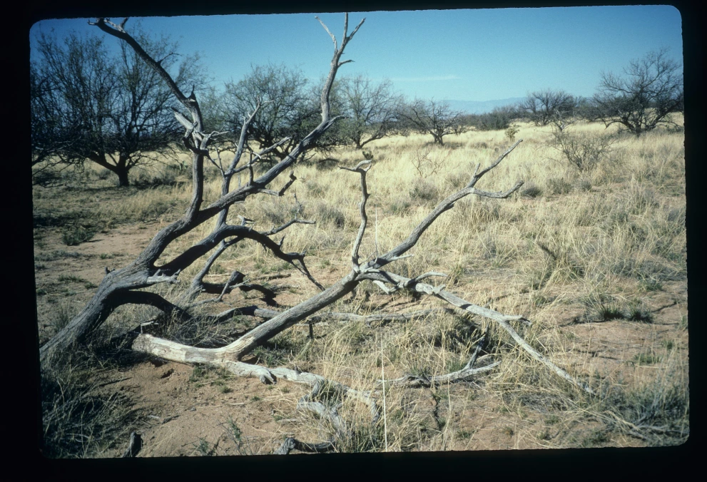 2S_4_from_25_1997_Mar_20.jpg
