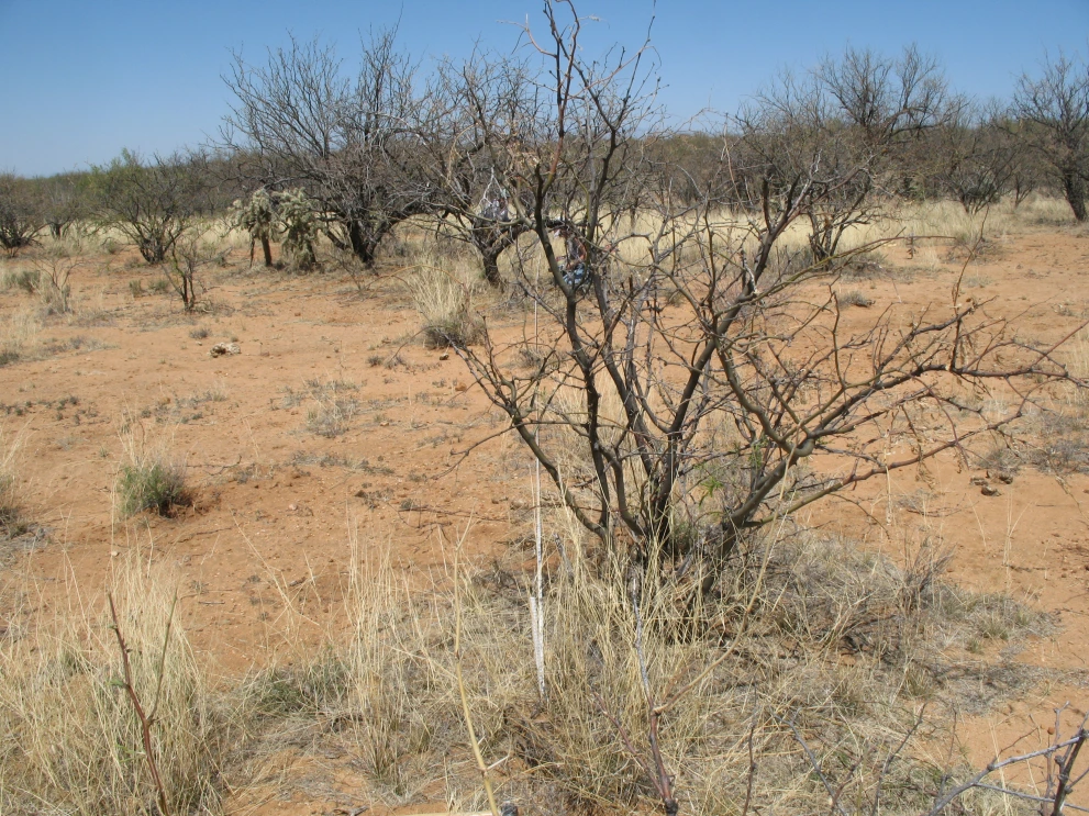 2S_7_from_0_2009_Apr_06.JPG