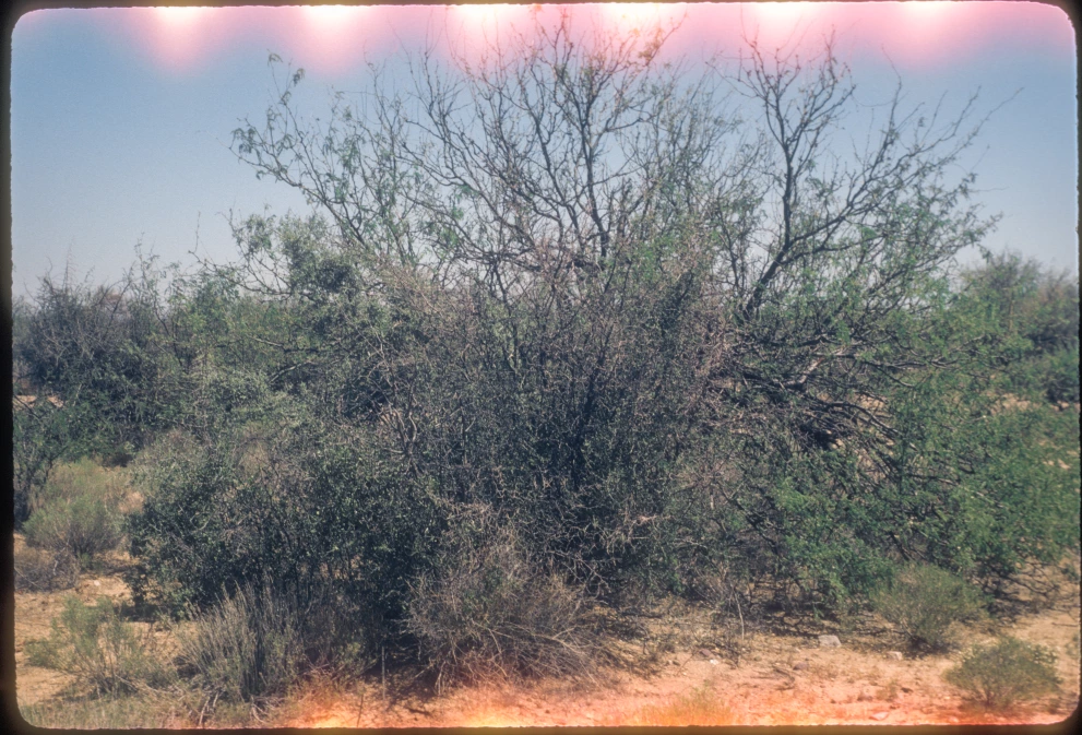 3_8W_from_100_1981_May_21.jpg