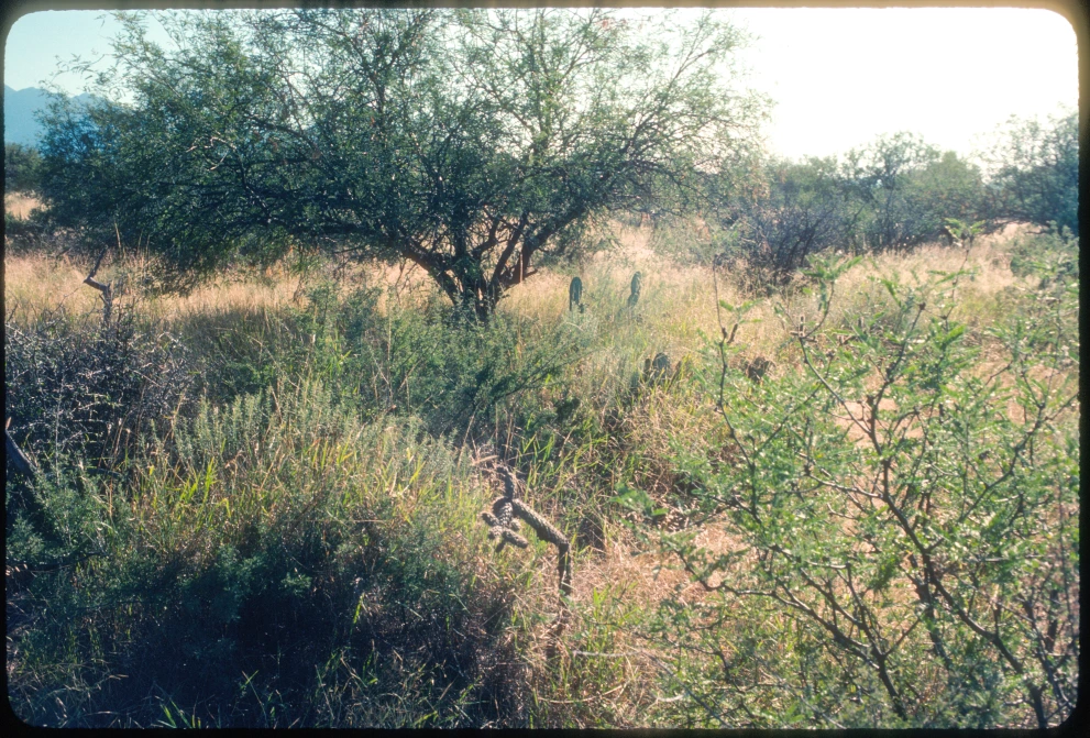 6A_14_from_0_1984_Sep_28.jpg