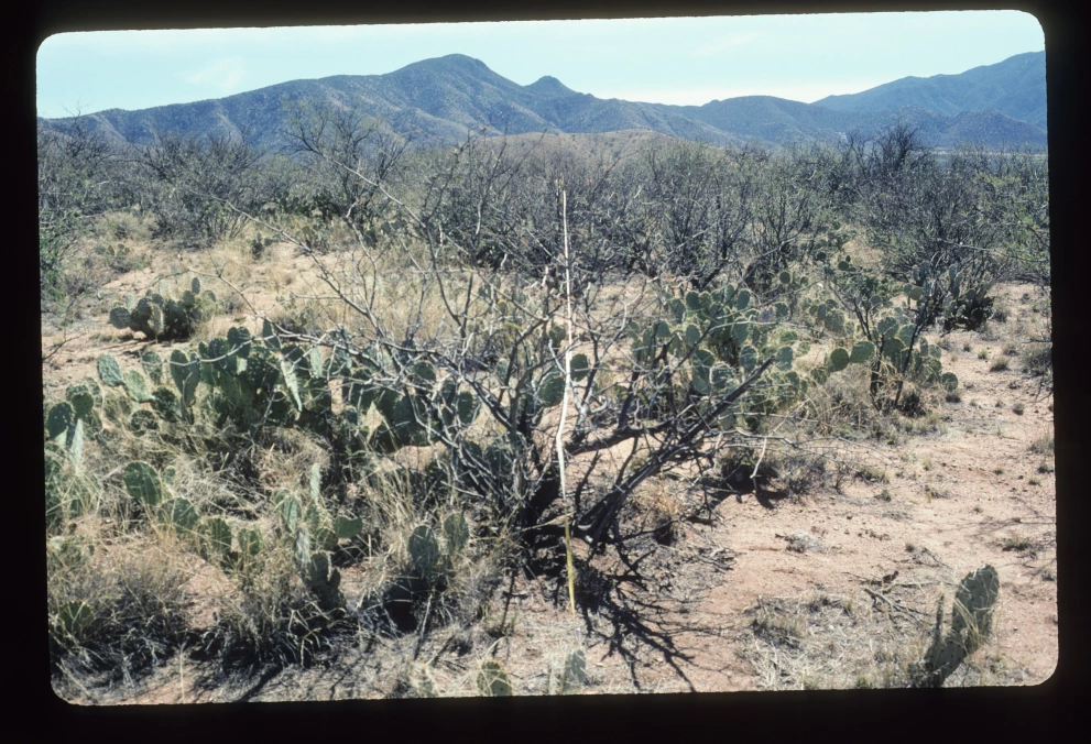 6A_3_from_100_2003_Mar_07.jpg