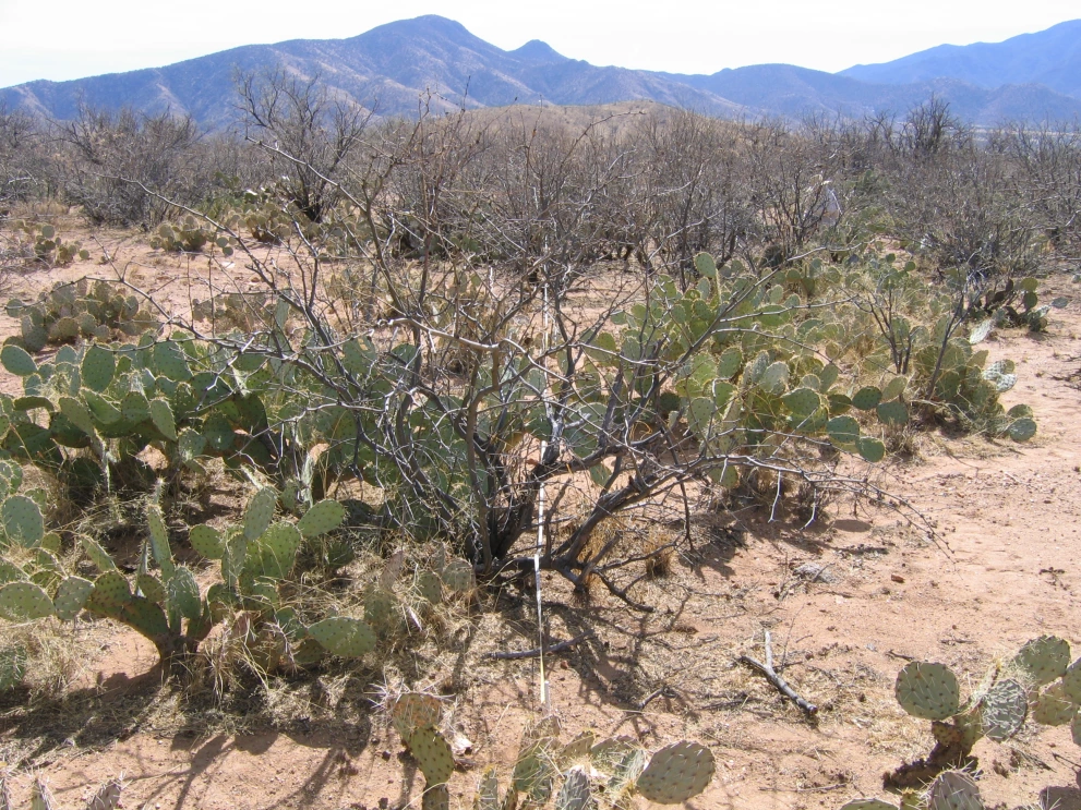 6A_3_from_100_2006_Feb_16.JPG