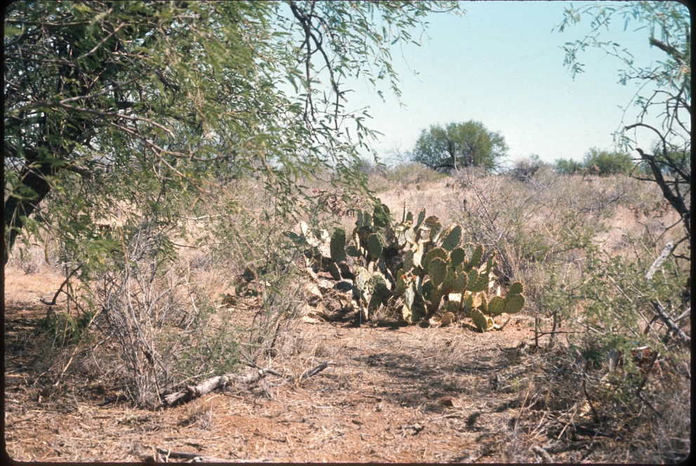 6A_41_from_15_1975_Jun_11.jpg