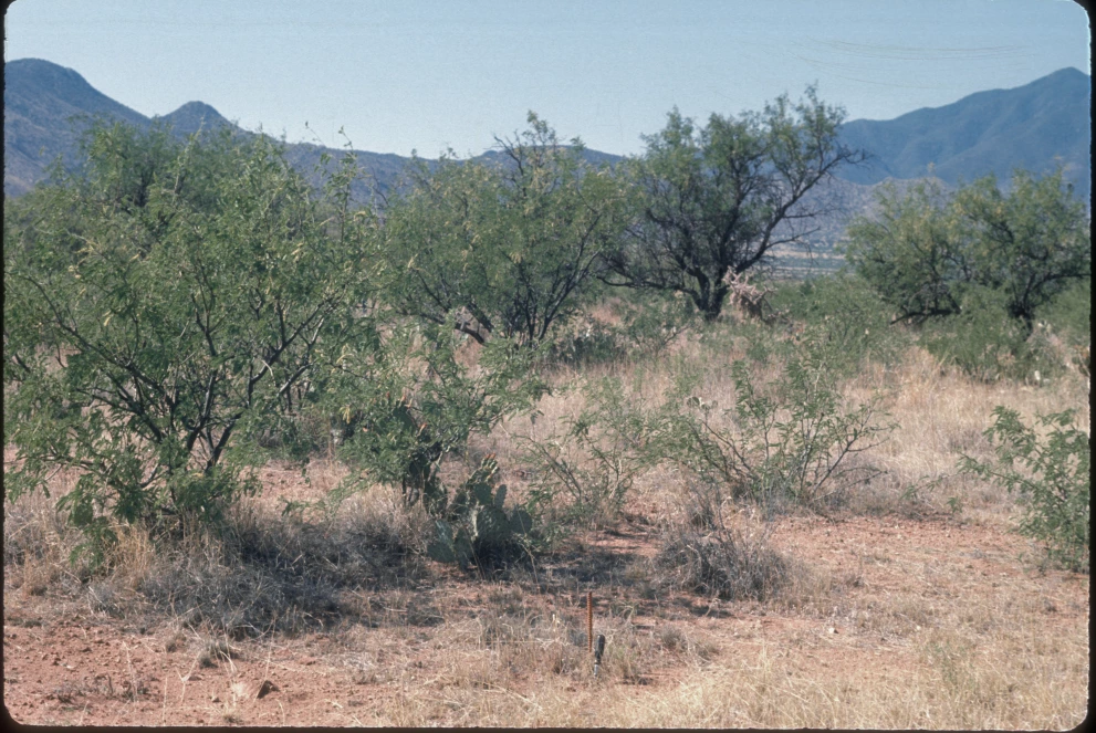 6A_4_from_100_1975_Jun_10.jpg