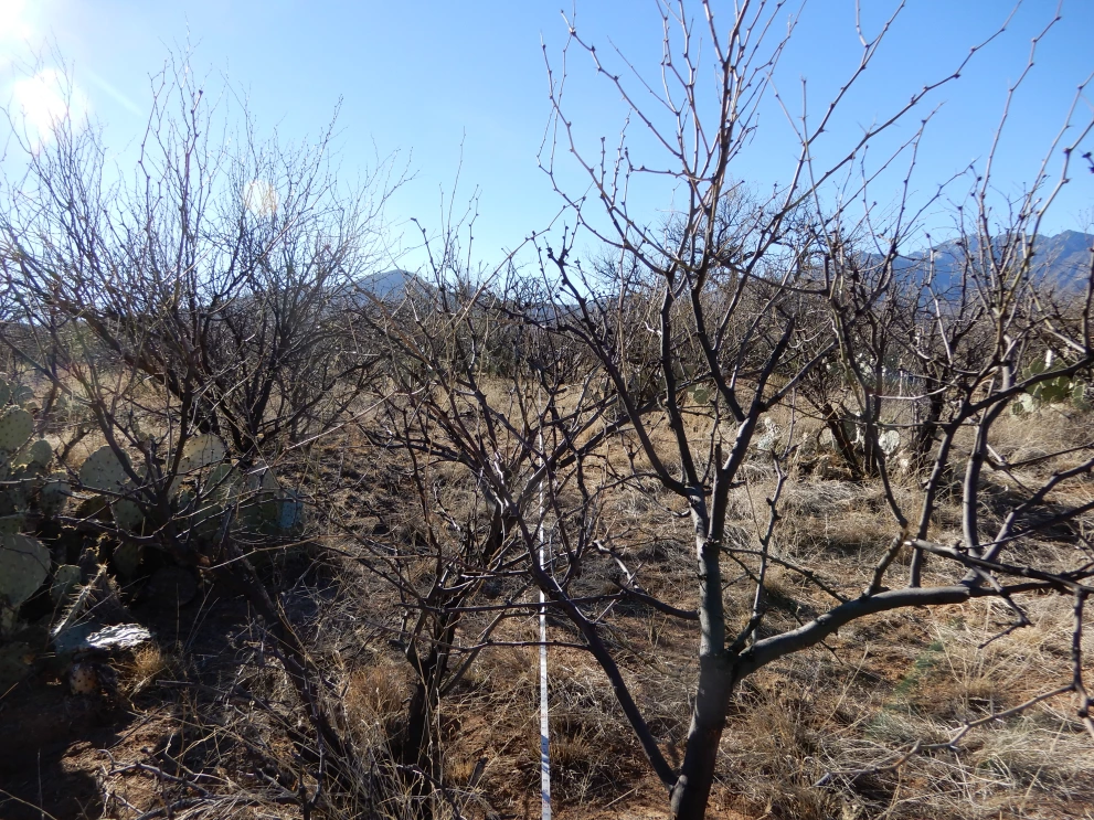6A_5_from_100_2021_Feb_09.JPG
