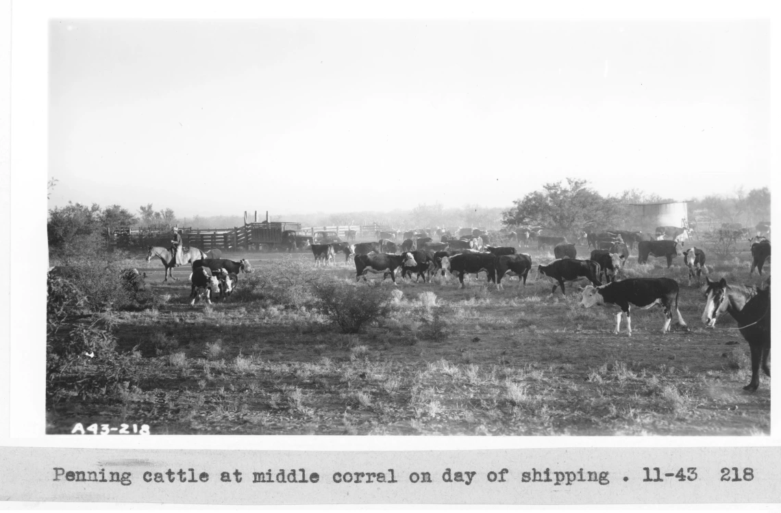 1943_11_xx_A43-218_mid_corral