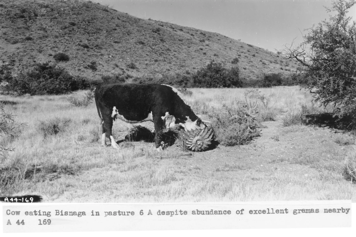 1944_xx_xx_cow_eating_bisnaga_Past_6