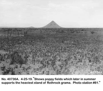 1919_04_25_40736A__Poppies_and_Huerfano_Butte
