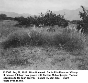 1919_08_29_43556A_Catclaw_and_Muhlenbergia