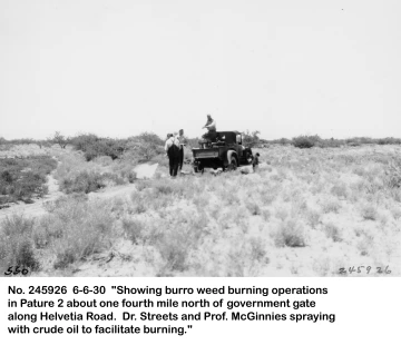 1930_06_06_245926_Burroweed_oil_spraying