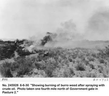 1930_06_06_245928_Burroweed_burning_after_oil_spraying