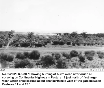1930_06_06_245929_Burroweed_burning_after_oil_spraying
