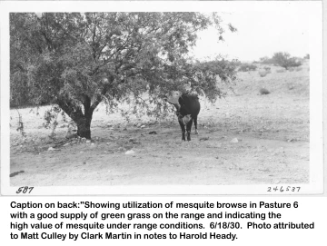 1930_06_16_246537_mesquite_browsing