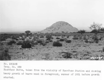 1931_xx_xx_260265_Huerfano_burroweed_pre_summer_rain