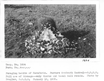 1935_01_15_Bisnaga
