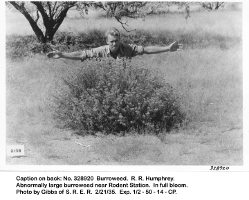 1935_02_21_Burroweed_R_R_Humphrey_Rodent_Sta