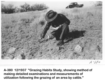 1937_12_xx__A-380_observations_grazing_habits