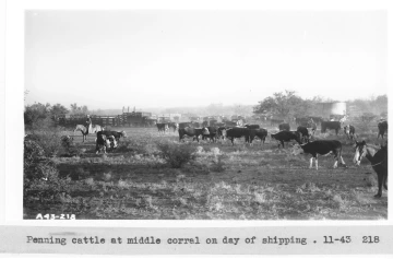 1943_11_xx_A43-218_mid_corral