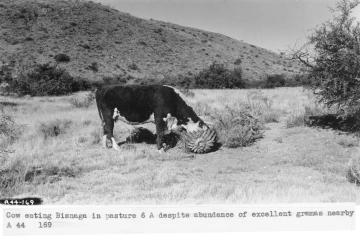 1944_xx_xx_cow_eating_bisnaga_Past_6