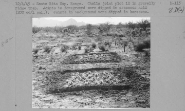 1945_04_12_Cholla_joint_plots_Gravelly_Ridge