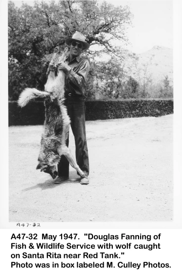 1947_05_xx_A47-32_Wolf_caught_by_US_FWS_Red_Tank