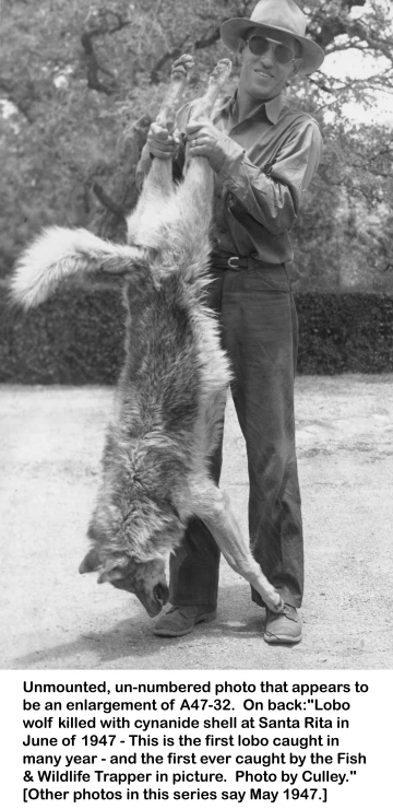 1947_06_xx_Wolf_caught_by_US_FWS
