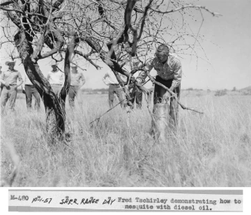 1957_10_01_Mesquite_killing_with_diesel_oil