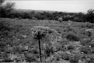 Photo Archive No. 001.1.1998.09