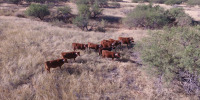 Cows with VENCE collars on the SRER